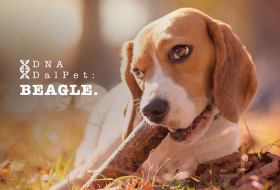 DNA DalPet: Beagle