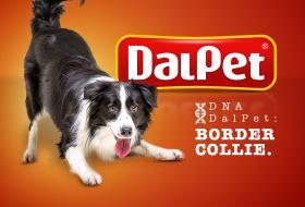 DNA DalPet: Border Collie
