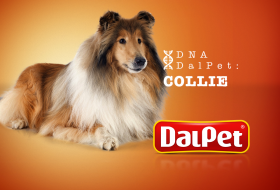 DNA DalPet: Collie
