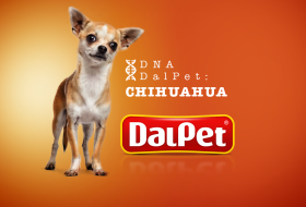 DNA DalPet: Chihuahua