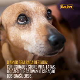 O amor sem raça definida: curiosidades sobre vira-latas, os cães que cativam o coração dos brasileiros.