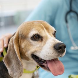 Saúde do pet: Importância das visitas regulares ao veterinário