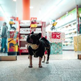 TENDÊNCIAS NO MERCADO PET FOOD: NUTRIÇÃO E SUSTENTABILIDADE EM ALTA